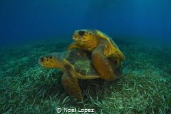 Gardens of the queen, Cuba,national marine park,, by Noel Lopez 